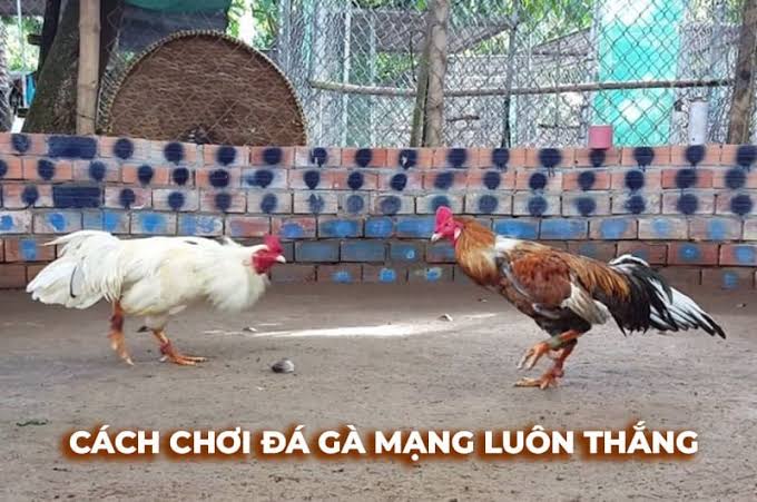 Góc nhìn pháp lý và xã hội đối với các hoạt động thi đấu động vật
