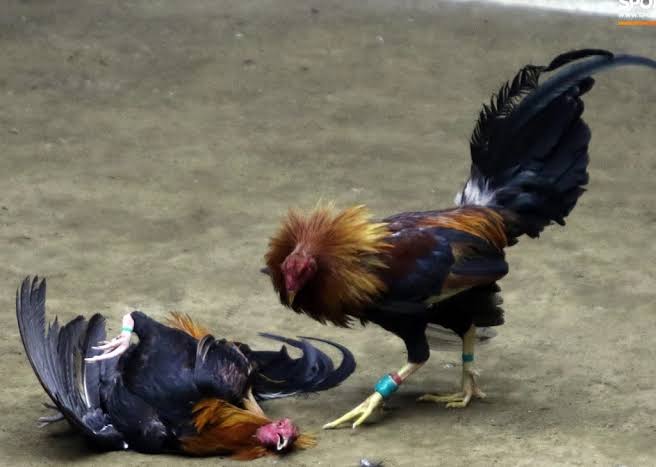 Đá gà cựa sắt